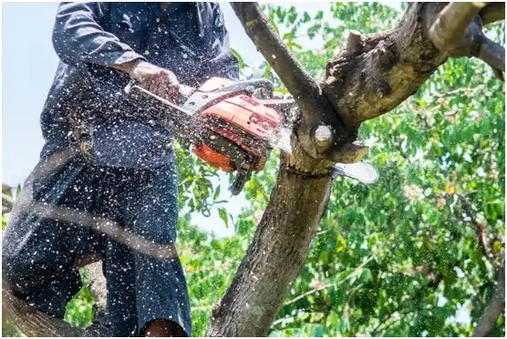 tree services Thatcher